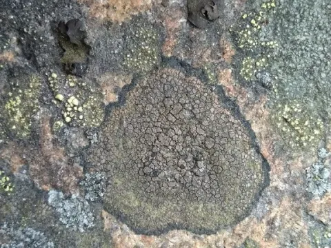 Шерірія