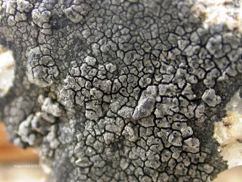 Schaereria fuscocinerea