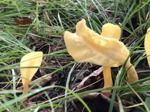 Cudoniaceae