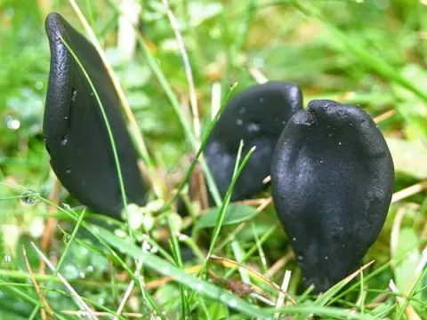 Geoglossaceae