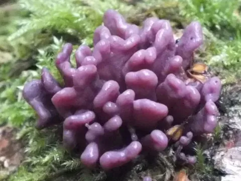 Аскокорина
