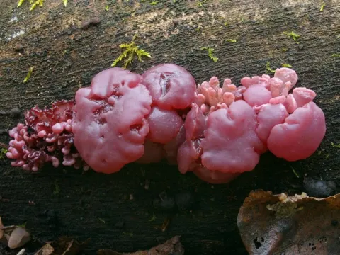 Аскокорине мясная