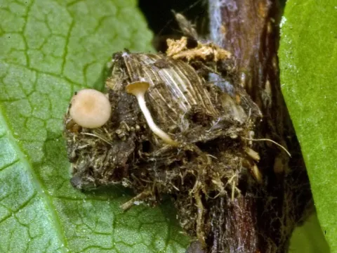 Ciborinia candolleana