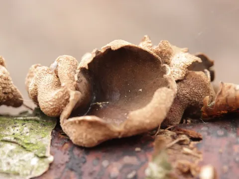 Енцоелія