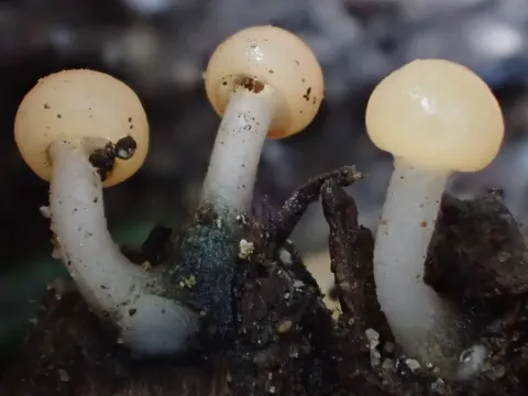 Вибриссея