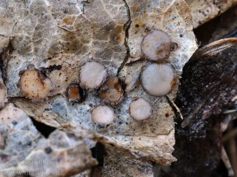 Oak leaf spot