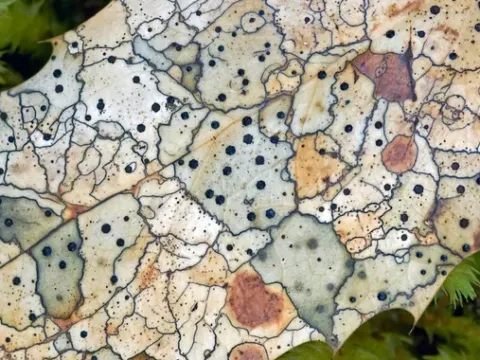 Oak leaf spot