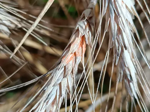 Фузариоз колоса