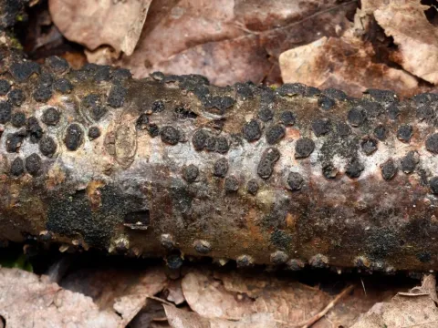 Diatrypaceous fungi