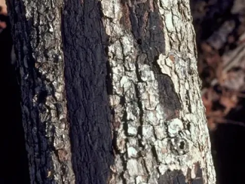 Graphostroma