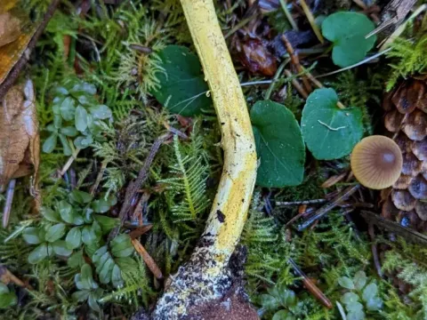 Tolypocladium capitatum