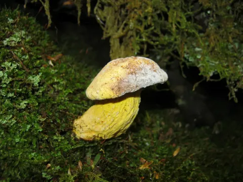 Hypomyces chrysospermus