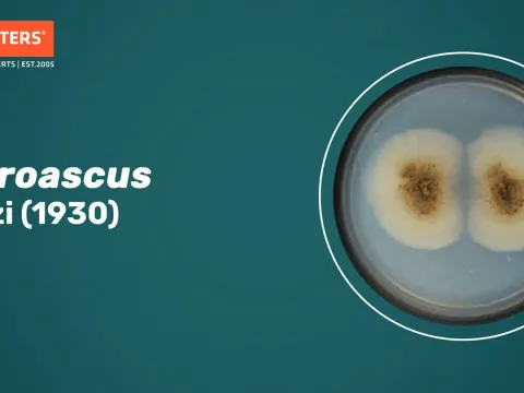 Microascus