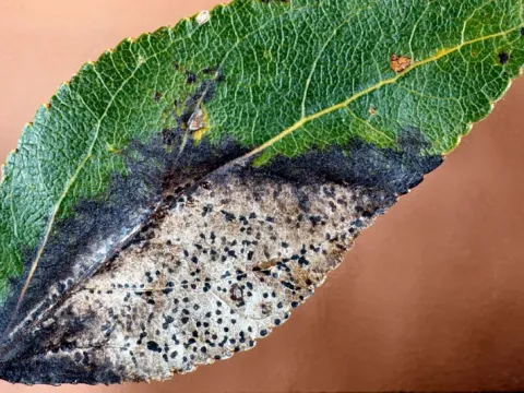 Ліноспороз гледичії
