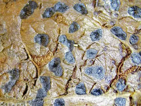 Alder leaf spot