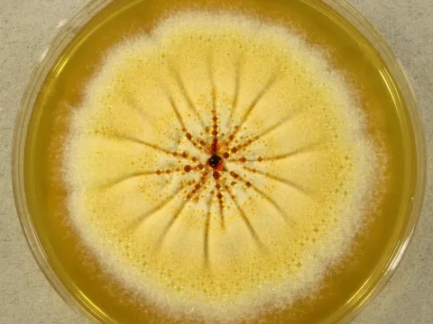 Corynascus sepedonium
