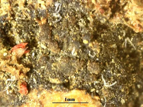 Aphanopsis coenosa