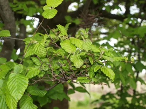 Відьмина мітла граба