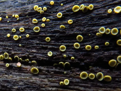 Chlorosplenium chlora