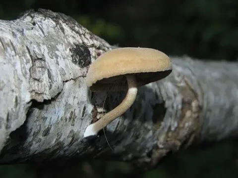 Симоцибе