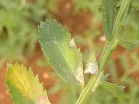 Аскоидная гниль