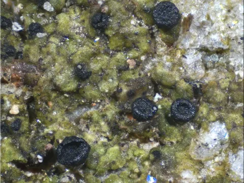 Arthrorhaphis
