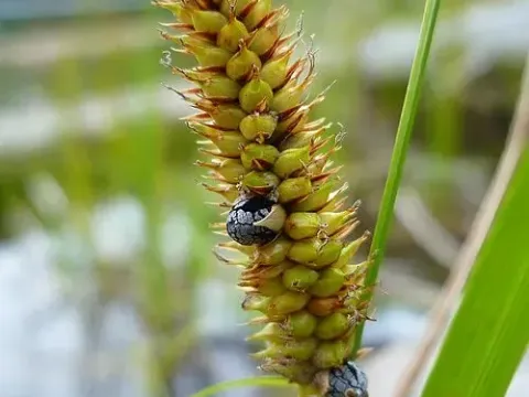 Microbotryales smut