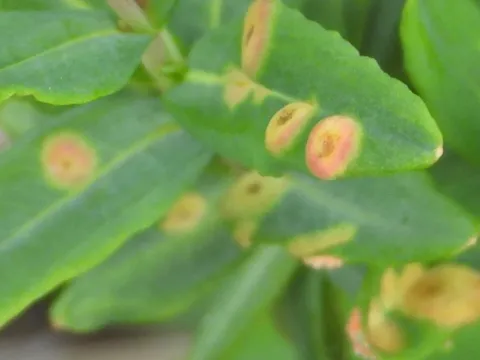 St. John's wort rust