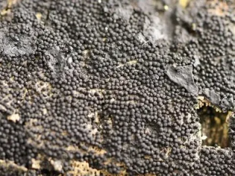 Anthostoma decipiens