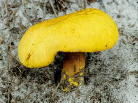 Buchwaldoboletus hemichrysus