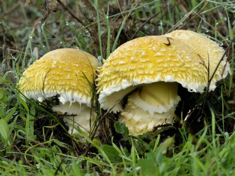 Флоккулярия
