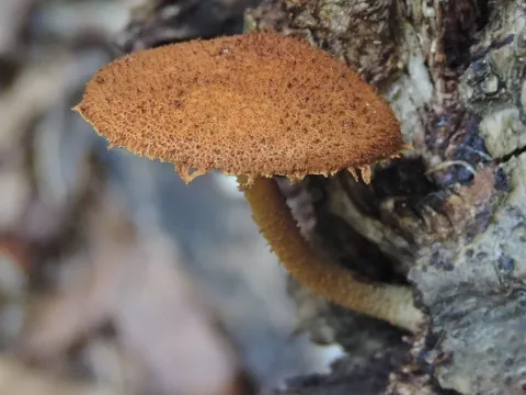 Фламмуластер зернистий