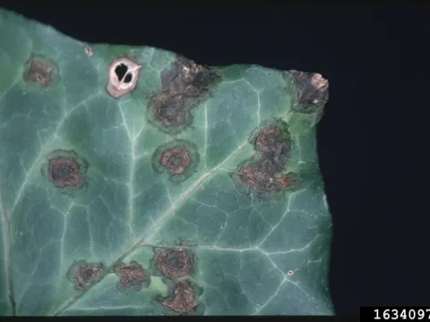 Ivy anthracnose