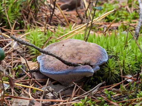 Blue tooth fungus