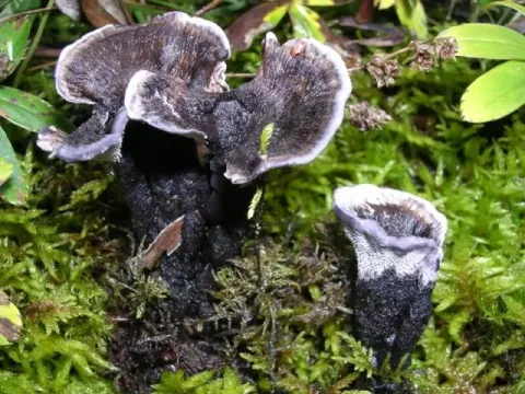 Phellodon niger