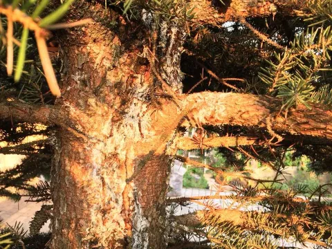 Biatorella canker