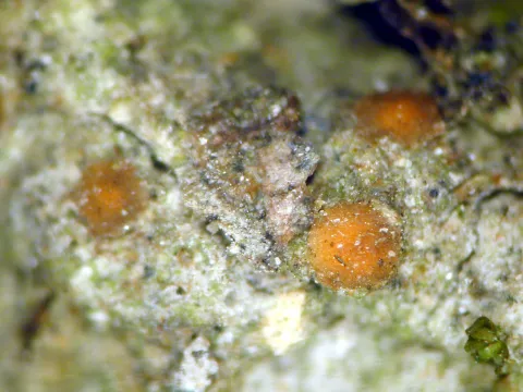 Biatorella