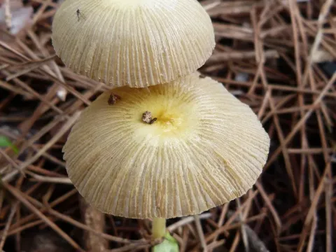 Golden bolbitius