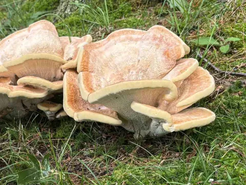 Bondarzewiaceae
