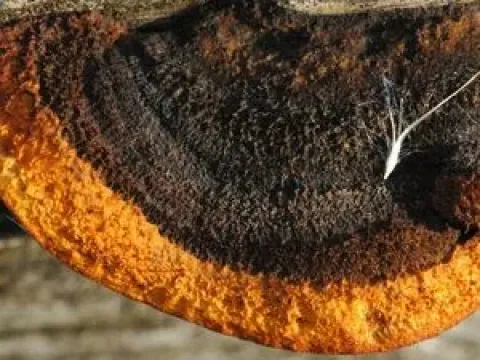 Gloeophyllales