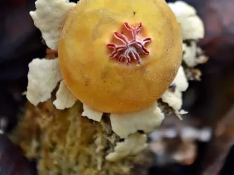Calostoma
