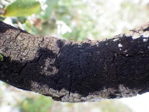 Chaetosphaerella phaeostroma