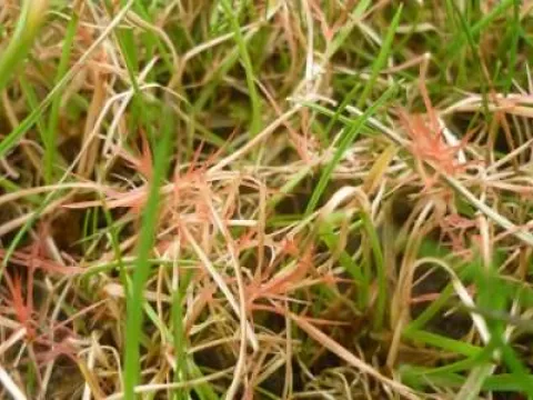 Clavaria root rot