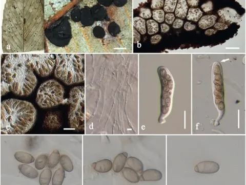 Coccoideaceae