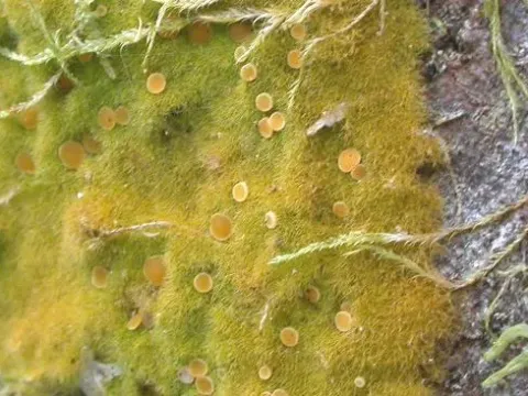 Coenogonium
