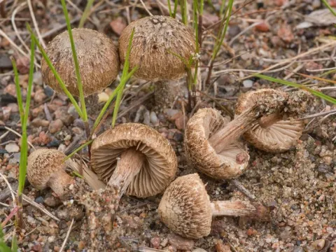 Inocybaceae
