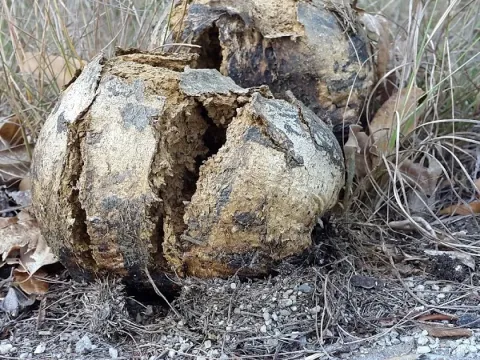 Diplocystis wrightii