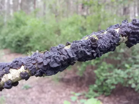 Эксидия железистая