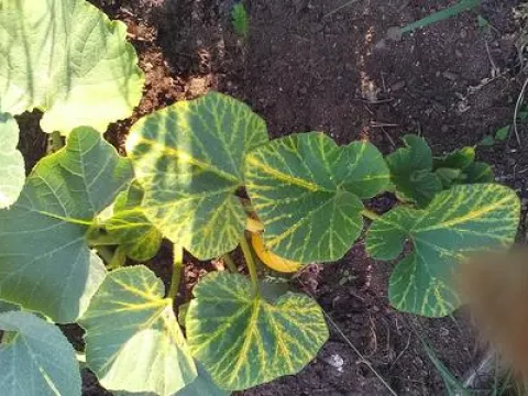 Cucurbit vein yellowing virus