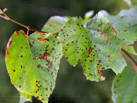 Linden leaf spot